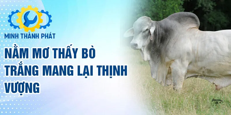 Nằm mơ thấy bò trắng mang lại thịnh vượng