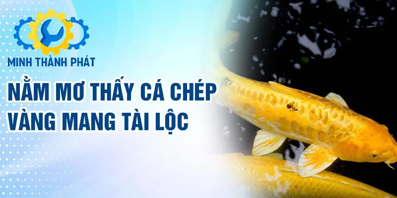 Nằm mơ thấy cá chép vàng mang tài lộc