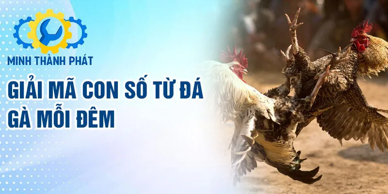 Giải mã con số từ đá gà mỗi đêm