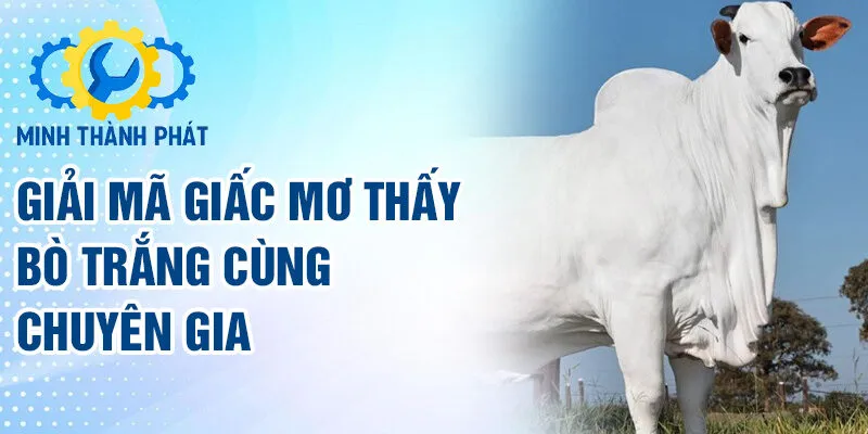 Giải mã giấc mơ thấy bò trắng cùng chuyên gia