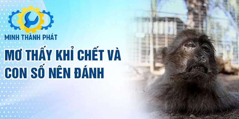 Mơ thấy khỉ chết và con số nên đánh