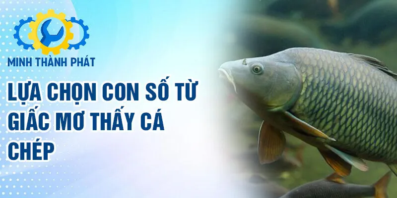 Lựa chọn con số từ giấc mơ thấy cá chép