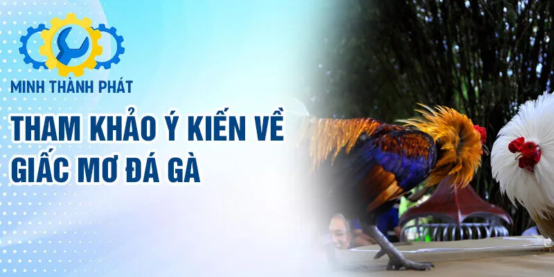 Tham khảo ý kiến về giấc mơ đá gà